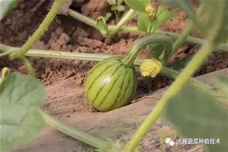 西瓜在挂果期需不需要下肥？
