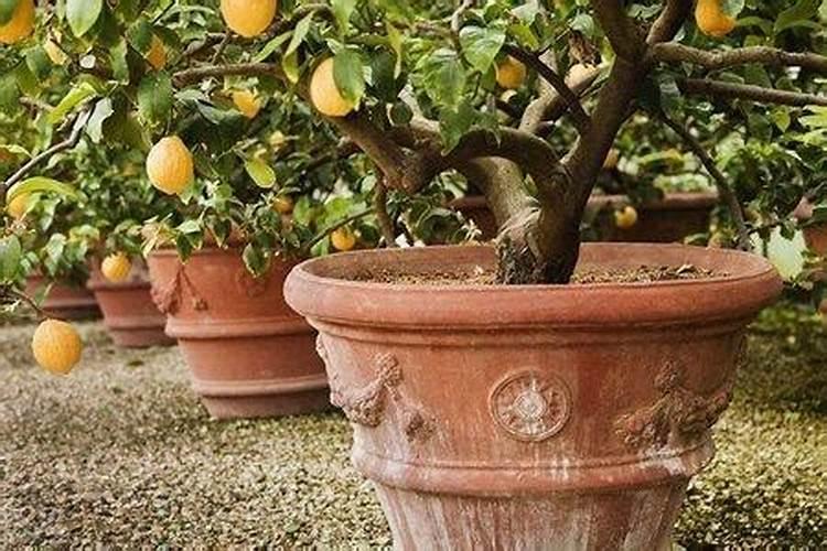 柠檬树施什么肥料最好