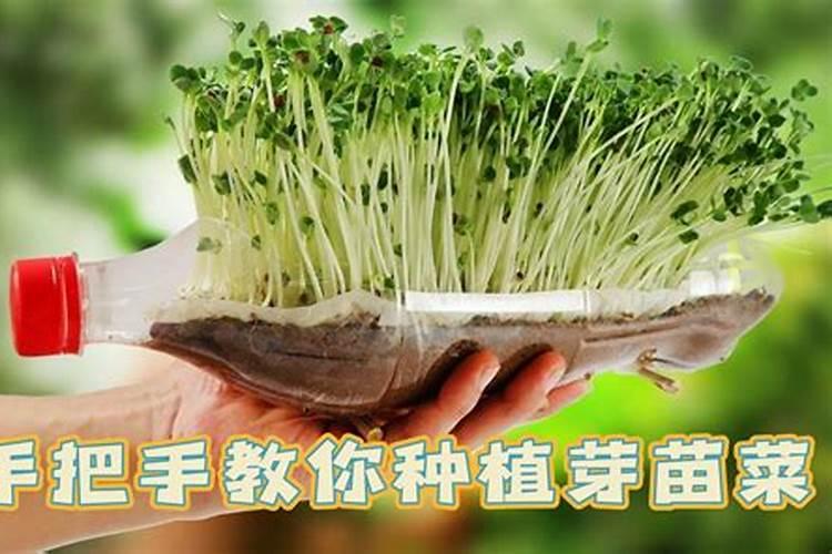 叶面肥什么时间喷好？