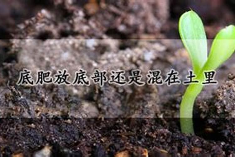 先放肥料还是先放种子