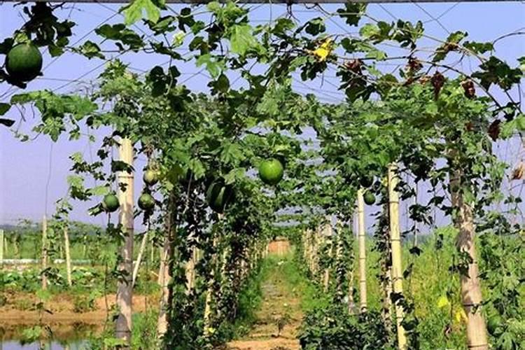 瓜蒌生态种植方案