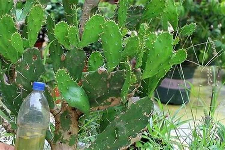 向日葵叶面肥打多了,叶子卷了怎么办？