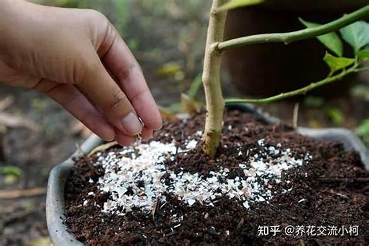 水草泥能养花吗 苔藓、生石灰、咖啡渣可以做肥料吗