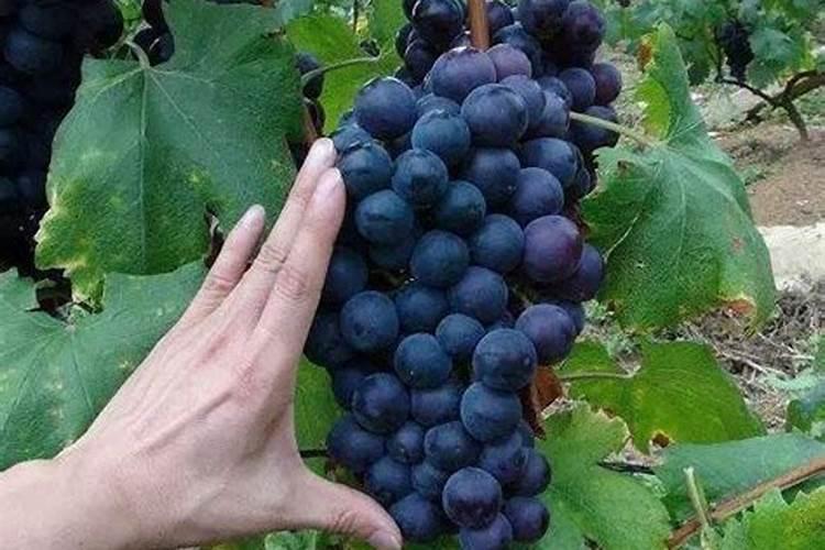 葡萄膨大期打什么叶面肥长的快？葡萄座果期用哪些肥料好？