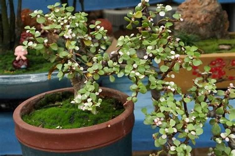 金枝玉叶施什么肥最好