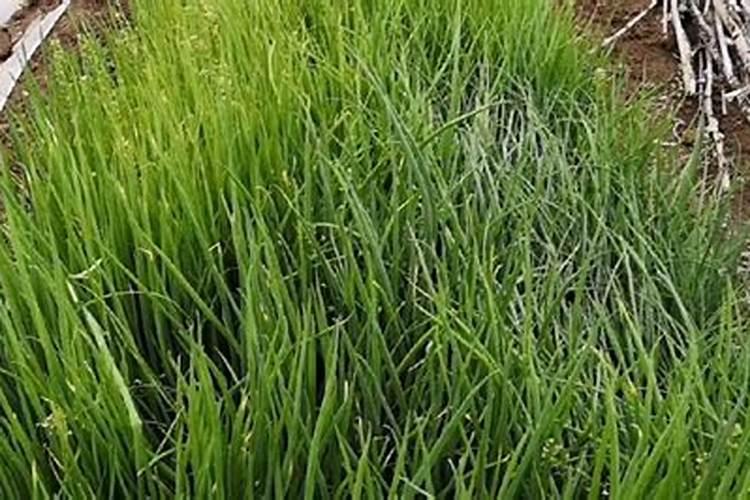 小葱叶子软下垂是咋回事