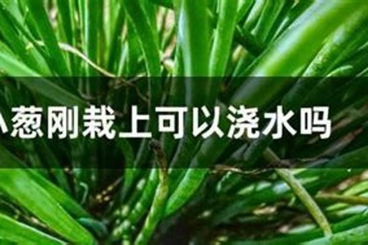 小葱用什么肥料长得快(种小葱需要喷施什么叶面肥)