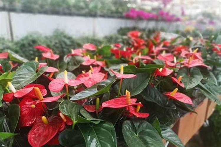 水培红掌怎样才能开花