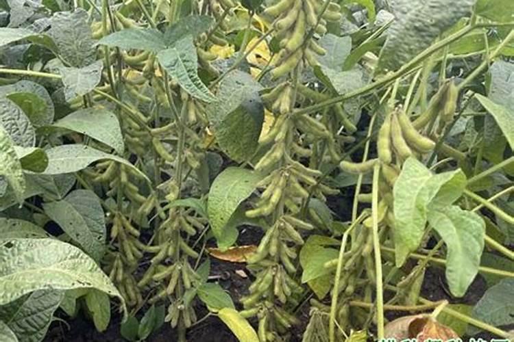 一亩大豆需要施多少化肥