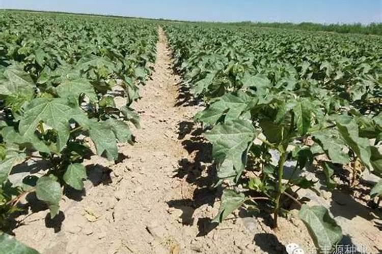 盐碱地棉花幼苗时叶片发黄不长怎么办