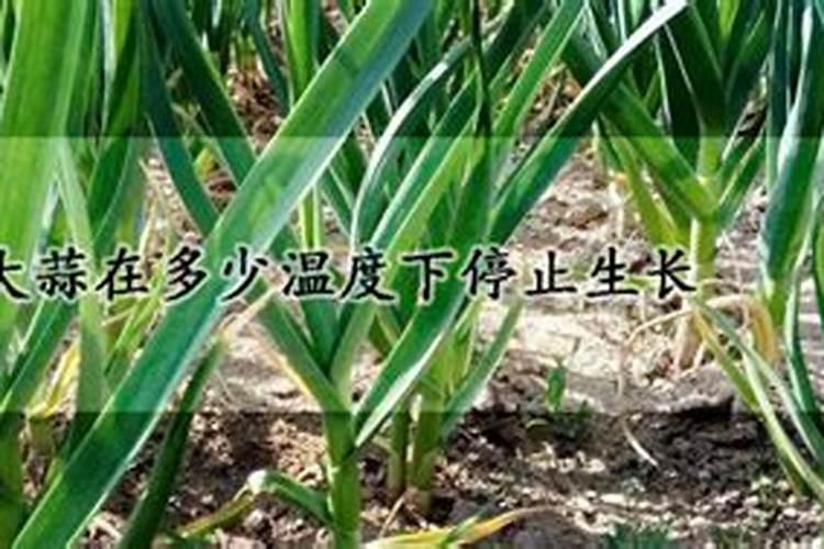 种植大蒜冬天怎样过冬(越冬大蒜种植技术和管理方法)