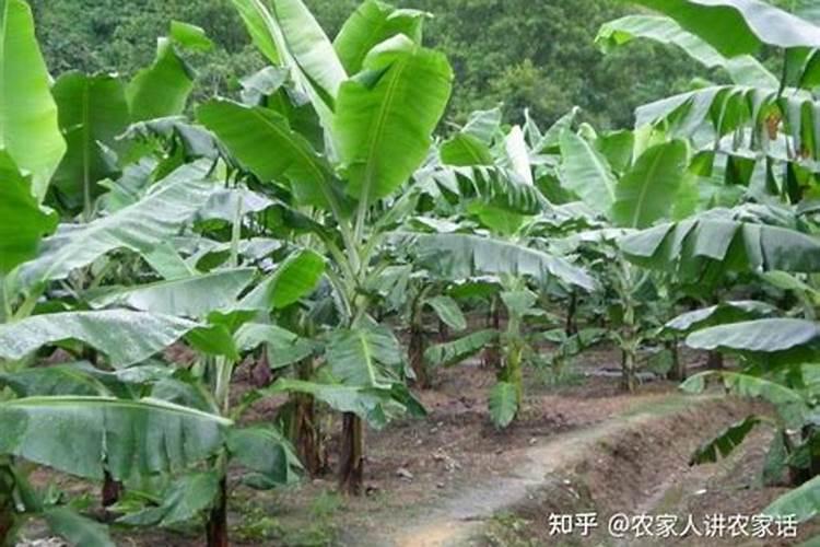 种香蕉施什么肥