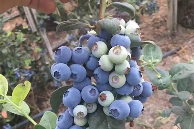 蓝莓用什么肥料最合适怎样给蓝莓施肥