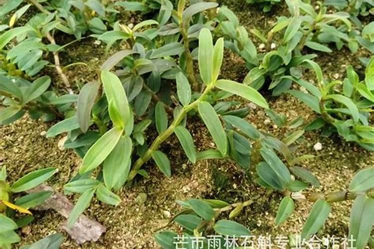 盆栽石斛兰花的叶面肥用那种好