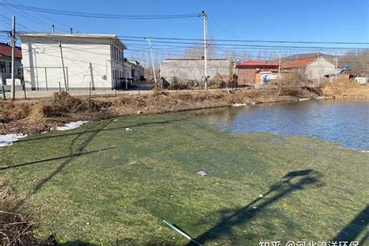 鱼塘里面有蓝藻了怎么控制？