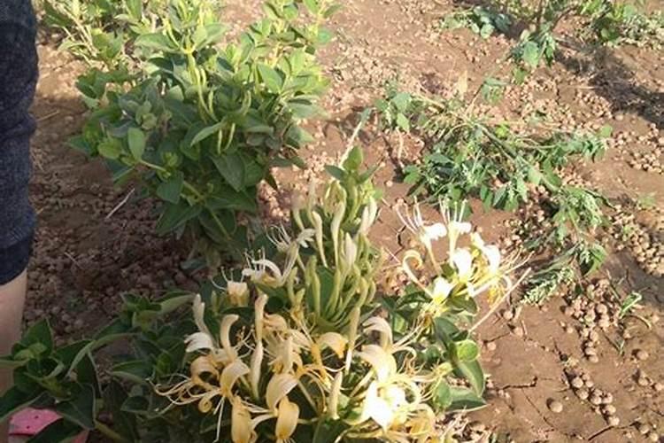 硅钙镁肥能不能与复合肥同时用