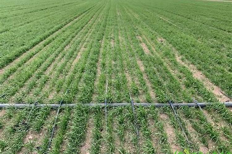 液体矿源缓释氮肥使用方法和用量