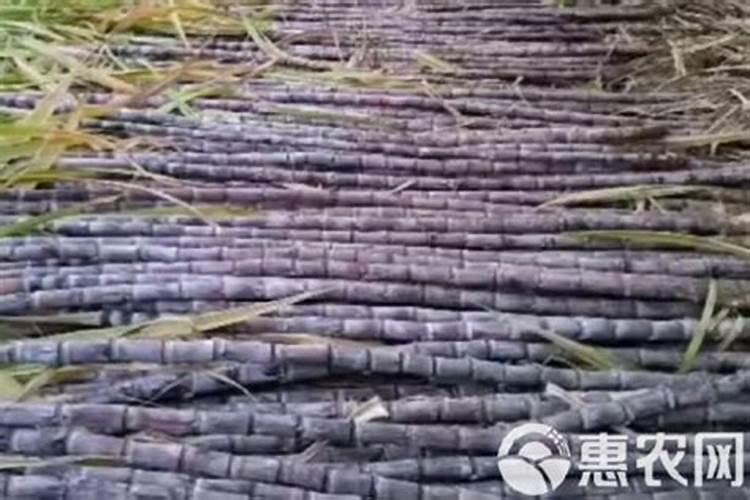 甘蔗需要在什么时间阶段,施肥是最好的时候？