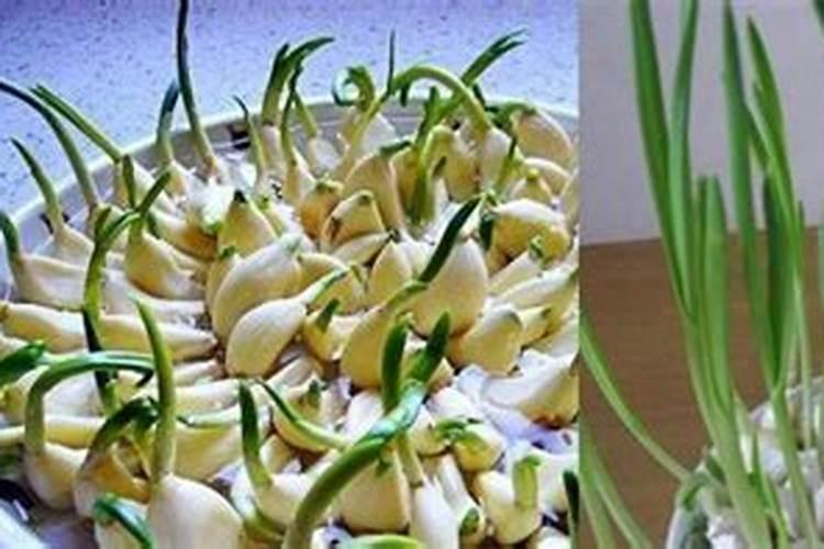 大蒜施肥的正确方法