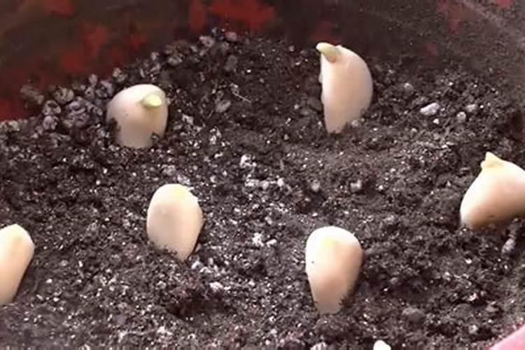 种大蒜最好的复合肥