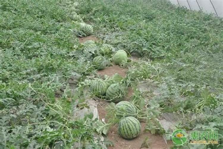 西瓜移栽后几天可以施肥