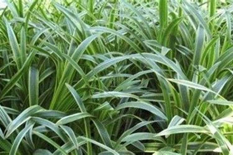 麦冬怎么施肥合适 麦冬施肥时间和方法