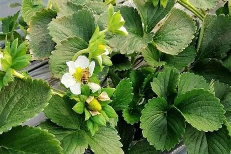 草莓缺钙冲施什么肥料