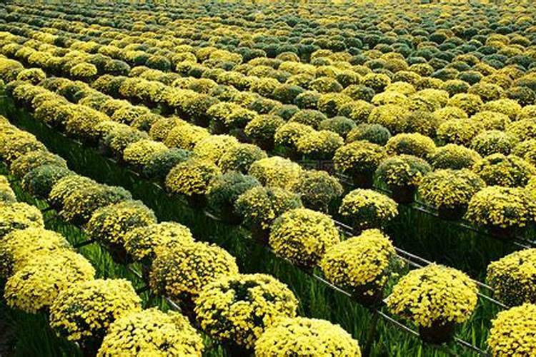 如何让菊花的花枝粗壮