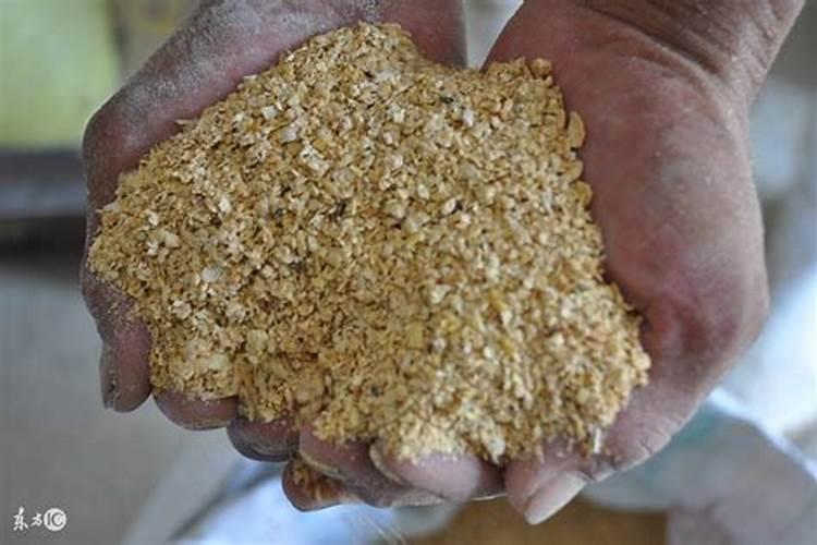 秋天如何给月季施豆粕肥料？