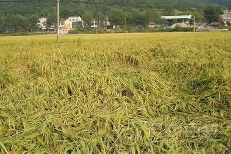 水稻氮肥过多如何补救 附症状