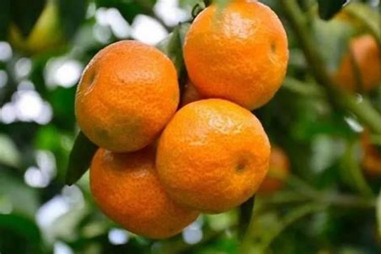 无花果施肥用什么肥料 施什么肥果实大