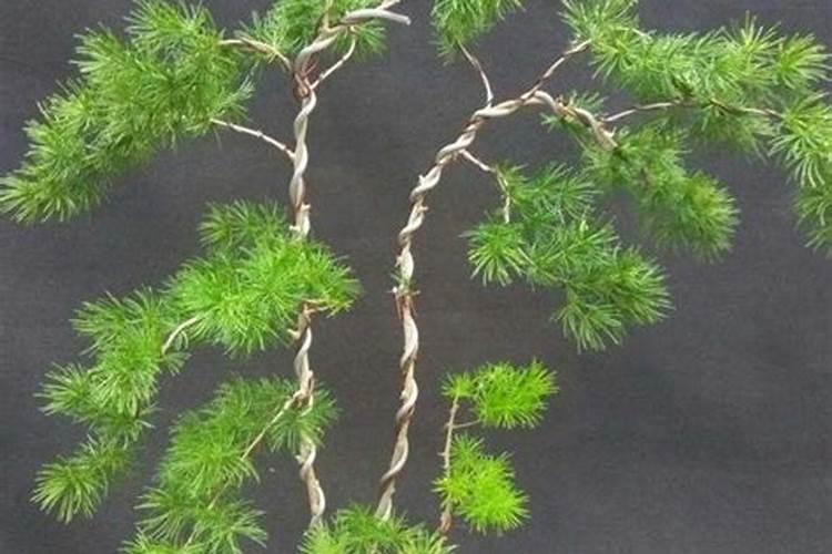 连续一个月的雨,蓬莱松大面积发黄怎么办