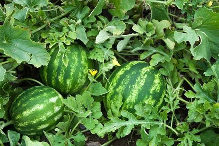 西瓜膨大期打什么叶面肥长的快？西瓜结果期需要用哪种肥料？