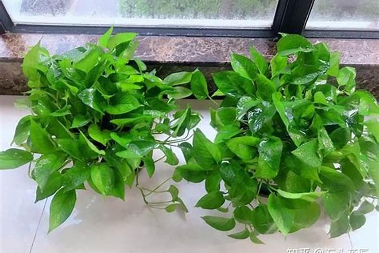 尿素可以浇绿萝吗