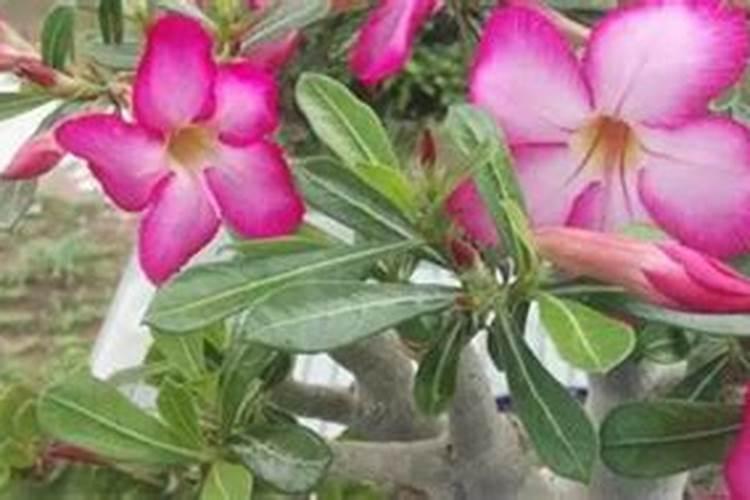 沙漠玫瑰即将开花该如何施肥