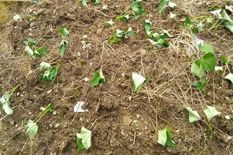 山芋育苗施什么肥料长得快？