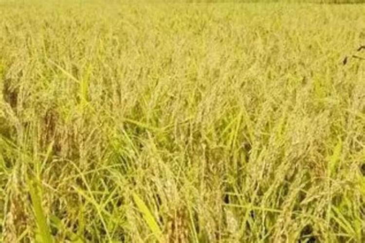 水稻孕穗期施肥用什么肥料