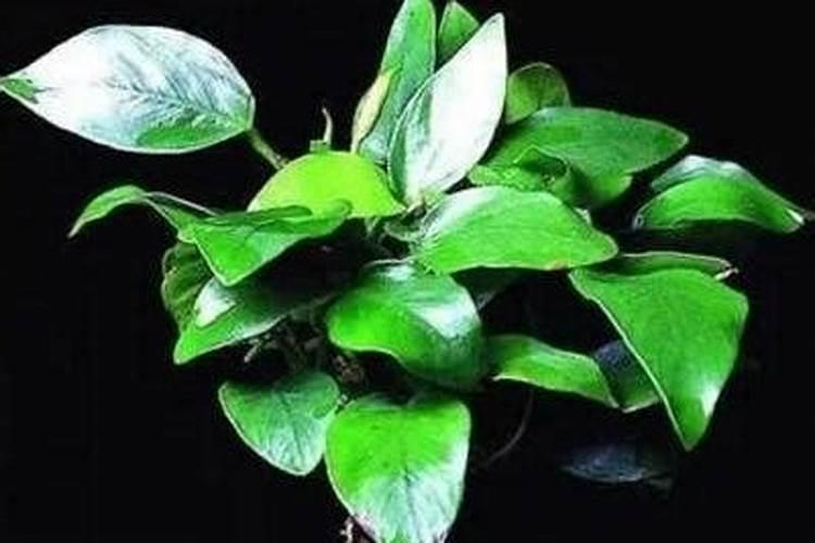 养水草加什么肥料