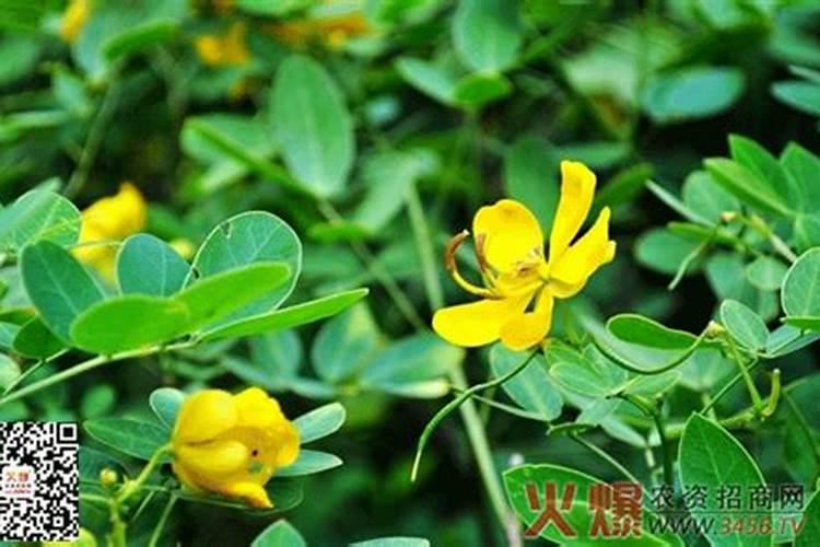 花生上什么化肥好？