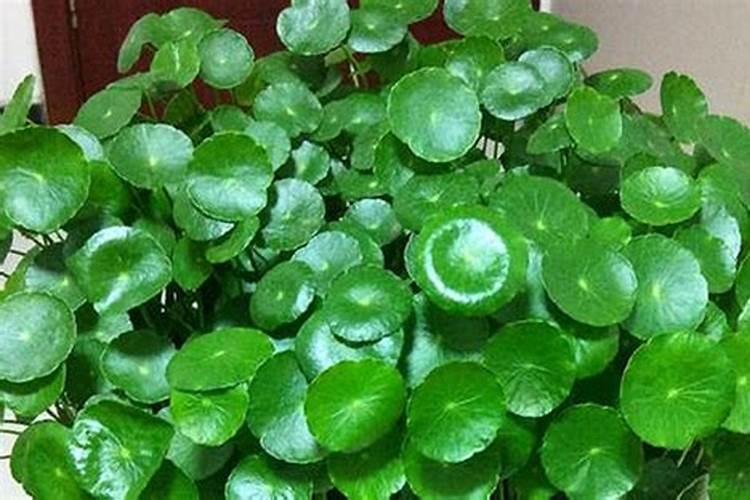 铜钱草可以用氮肥吗