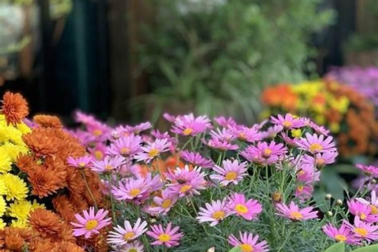 种百合可以用钙镁磷肥吗？