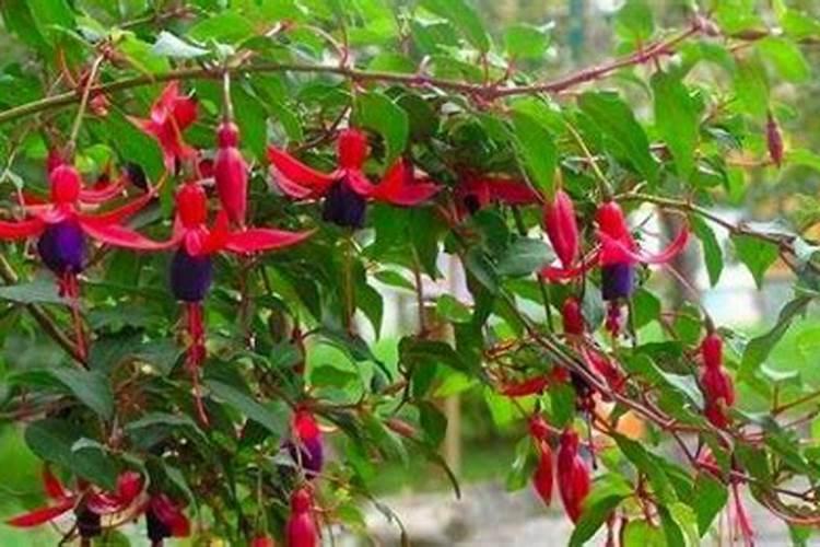 倒挂金钟如何浇水施肥