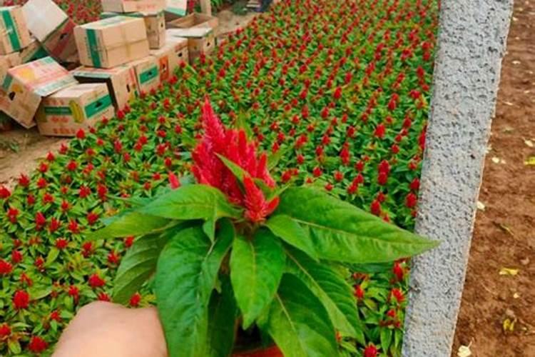 绿叶丰叶面肥效果怎么样？