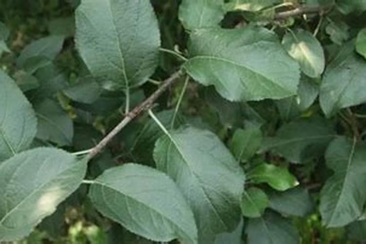 苹果树秋季该如何施肥 给苹果树施肥什么肥最好