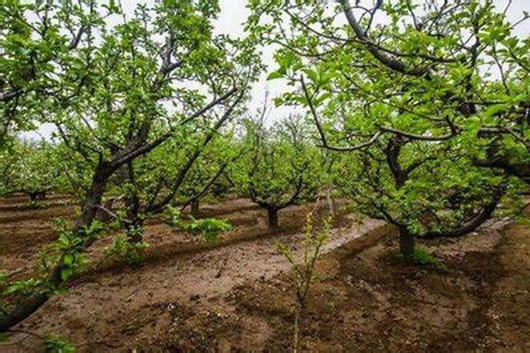 苹果树秋季该如何施肥