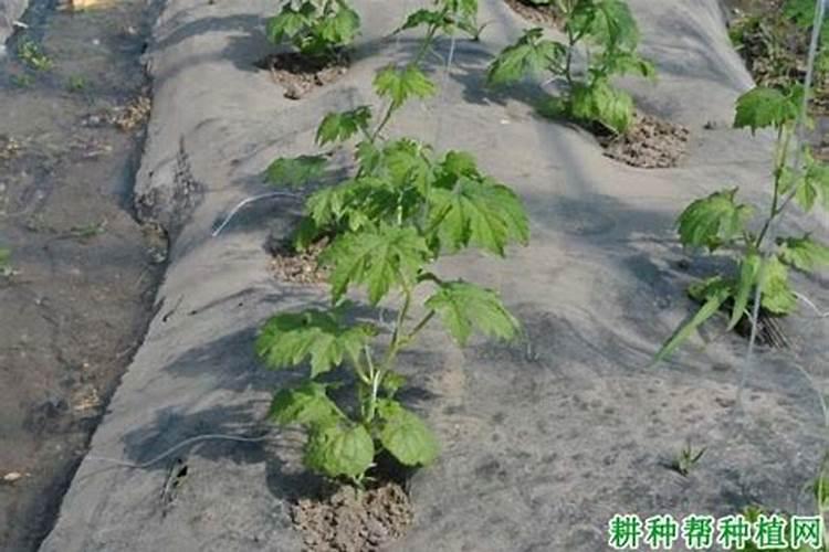 苦瓜的施肥技巧