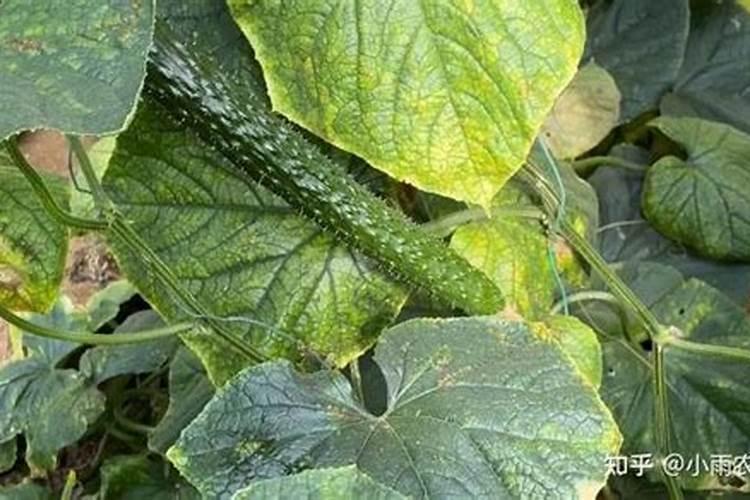 黄瓜挂果期追施用的肥料？黄瓜结果期施什么肥料好？