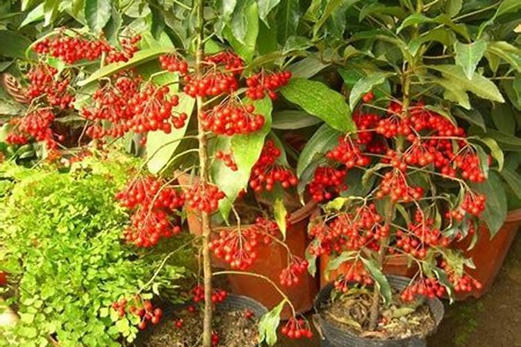 富贵子的养殖方法和注意事项