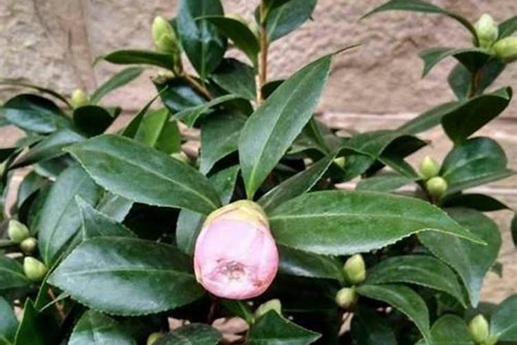 茶花七月需要什么肥