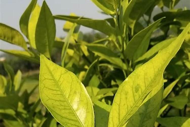 沃柑10月份怎么管理 沃柑10月份如何管理